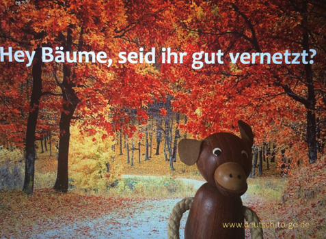 Hoertext_Auch_Baeume_sind_soziale_Wesen_Deutsch_to_go_IP_IPTC