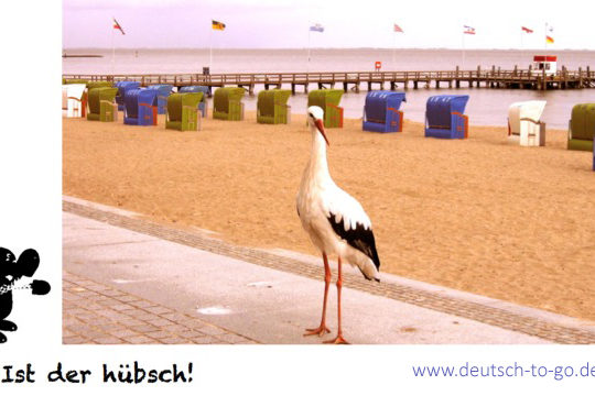Hoertext_Der_zahme_Storch_Deutsch_to_go_CS_IPTC