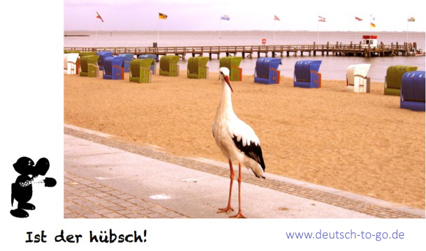 Hoertext_Der_zahme_Storch_Deutsch_to_go_CS_IPTC