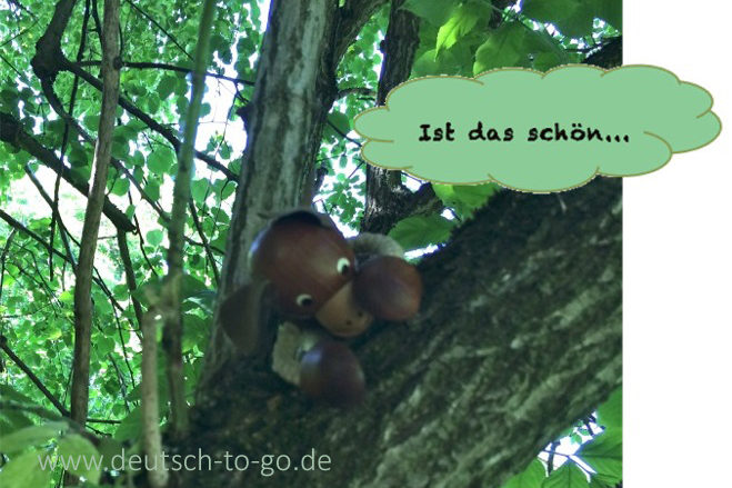 Hoertext_Warum_Koalas_Baeume_umarmen_Deutsch_to_go_CS_IPTC