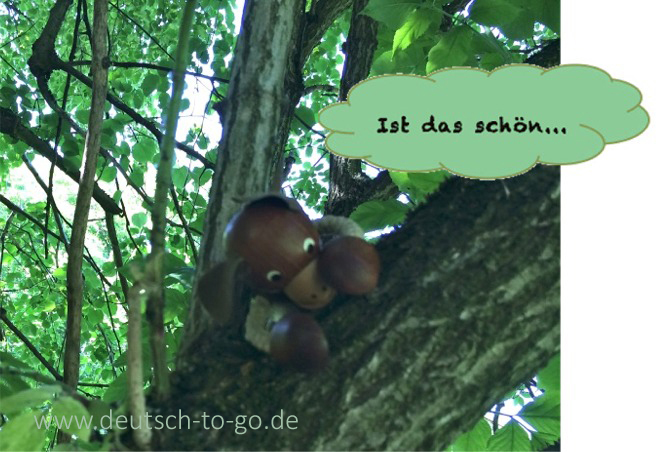 Hoertext_Warum_Koalas_Baeume_umarmen_Deutsch_to_go_CS_IPTC