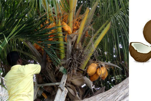 Hoertext_Kokosnuesse_Deutsch_to_go_IP_IPTC