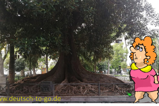 HV_Bild_So_alt_wie_ein_Baum_Deutsch_to_go_IP_IPTC_WZ