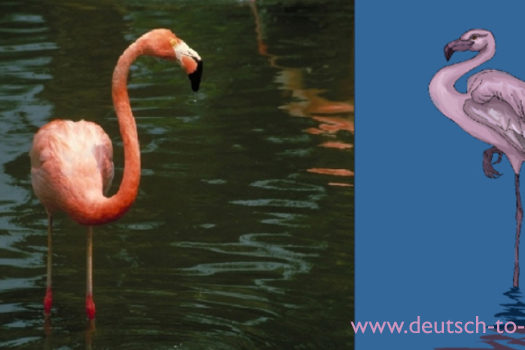 HV_Bild_Flamingos_und_ihre_Beine_Deutsch_to_go_IP_IPTC_WZ