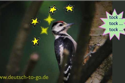 HV_Bild_Warum_bekommen_Spechte_keine_Kopfschmerzen_Deutsch_to_go_IP_IPTC_WZ