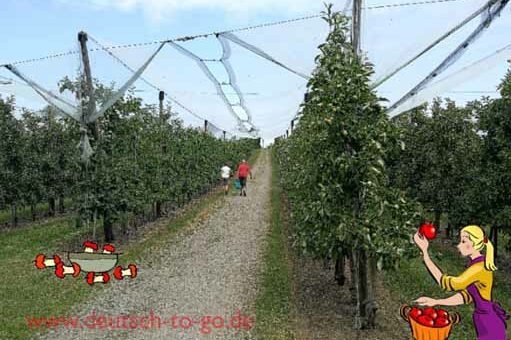 HV_Bild_Aepfel_die_Superstars_im_Ostkorb_Deutsch_to_go_IP_IPTC_WZ