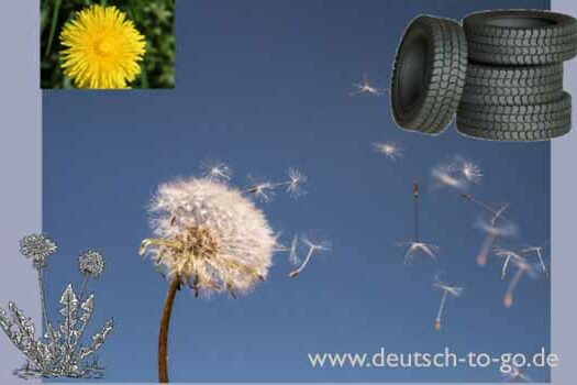 HV_Bild_Loewenzahn_Pusteblume_und_Autoreifen_Deutsch_to_go_IP_IPTC_WZ