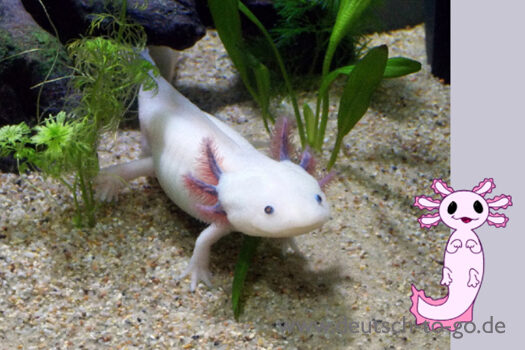 HV_Bild_Der_Axolotl_das_Wassermonster_Deutsch_to_go_IP_IPTC_WZ