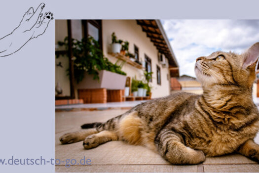 HV_Bild_Katzen_und_ihr_kleiner_Schwabbelbauch_Deutsch_to_go_IP_WZ