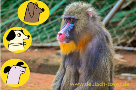 HV_Bild_Bekannt_wie_ein_bunter_Hund_Deutsch_to_go_IP_IPTC_WZ