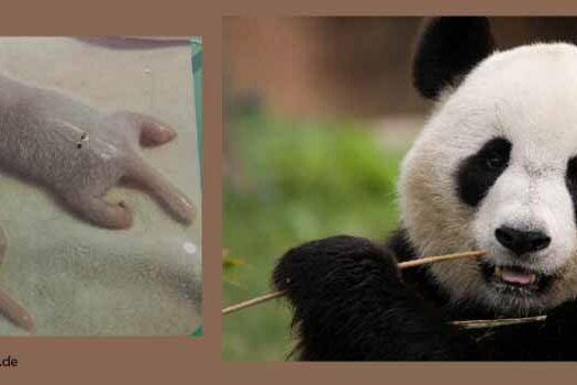 HV_Bild_Wie_Pandas_erwachsen_werden_Deutsch_to_go_IP_IPTC_WZ